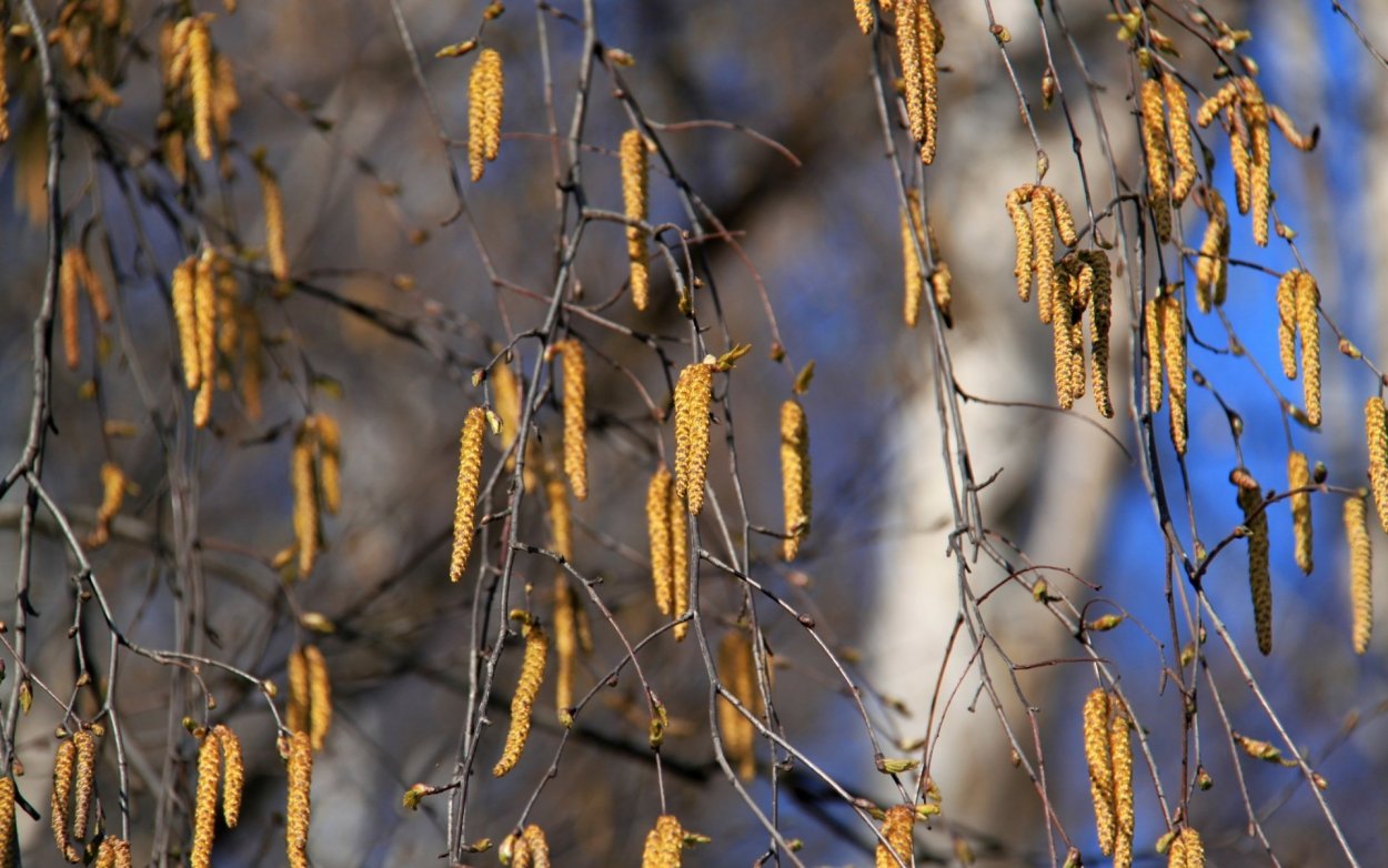 Сережки березы зимой