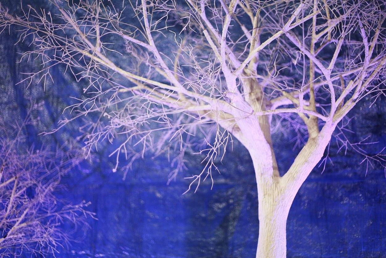 Дерен Элегантиссима