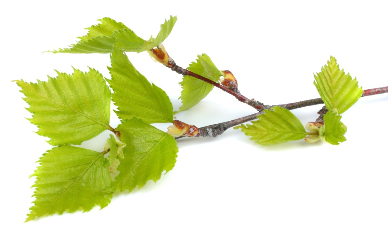 Листья березы обыкновенной на белом фоне