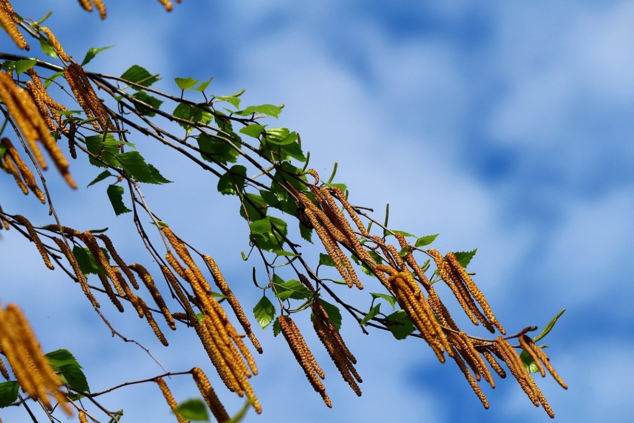 Березовые бруньки