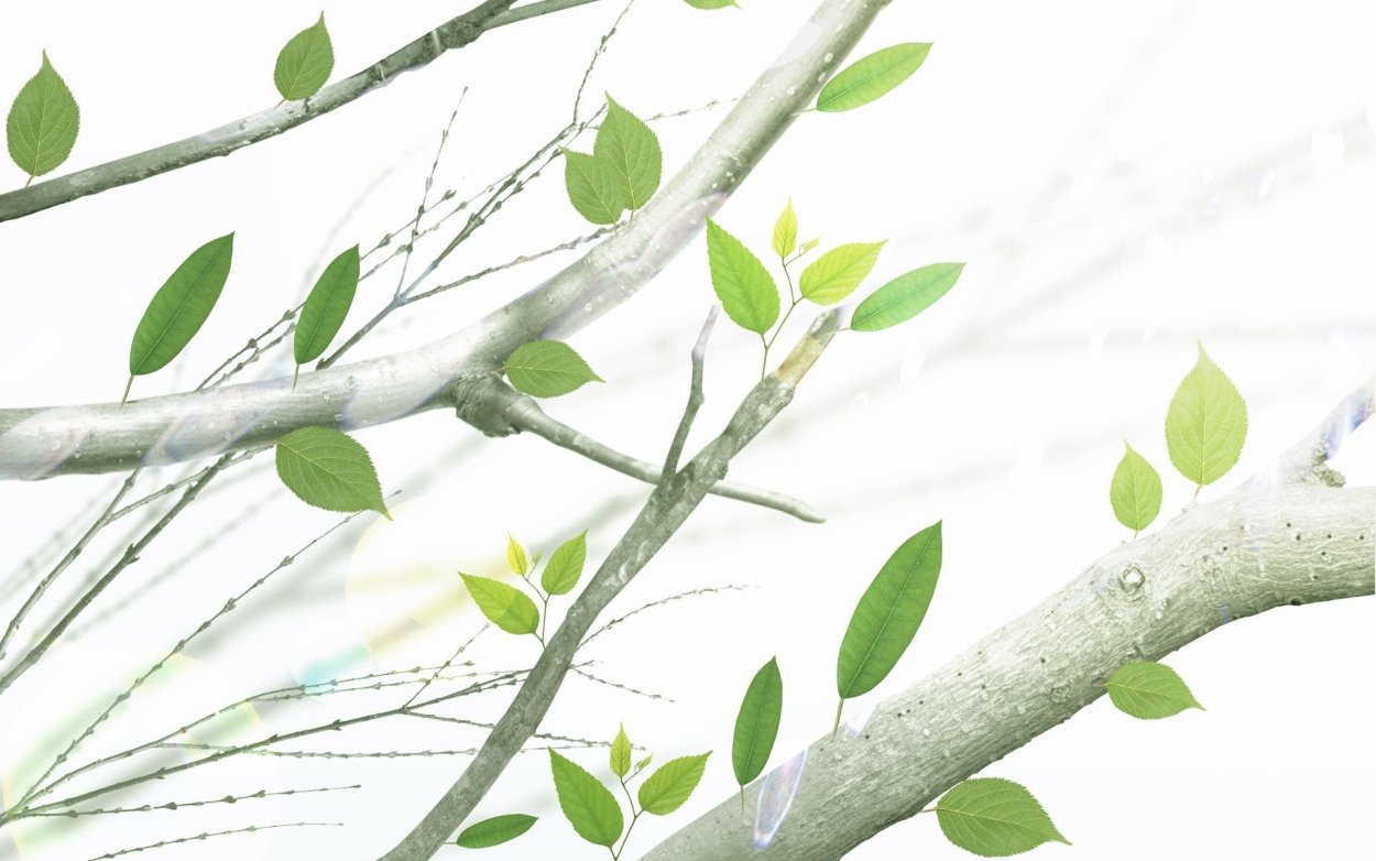 Весенние листья на белом фоне