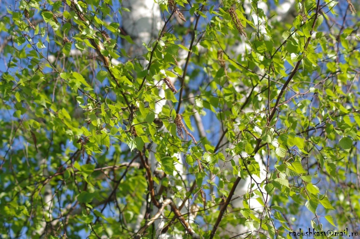Береза распускается