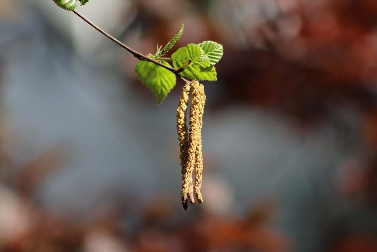 Нераспустившиеся почки березы