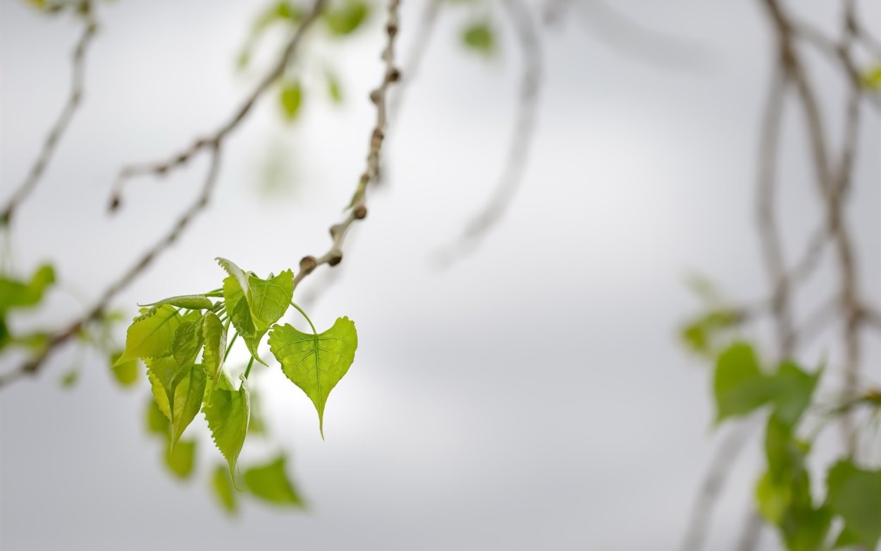 Береза ветка с листьями
