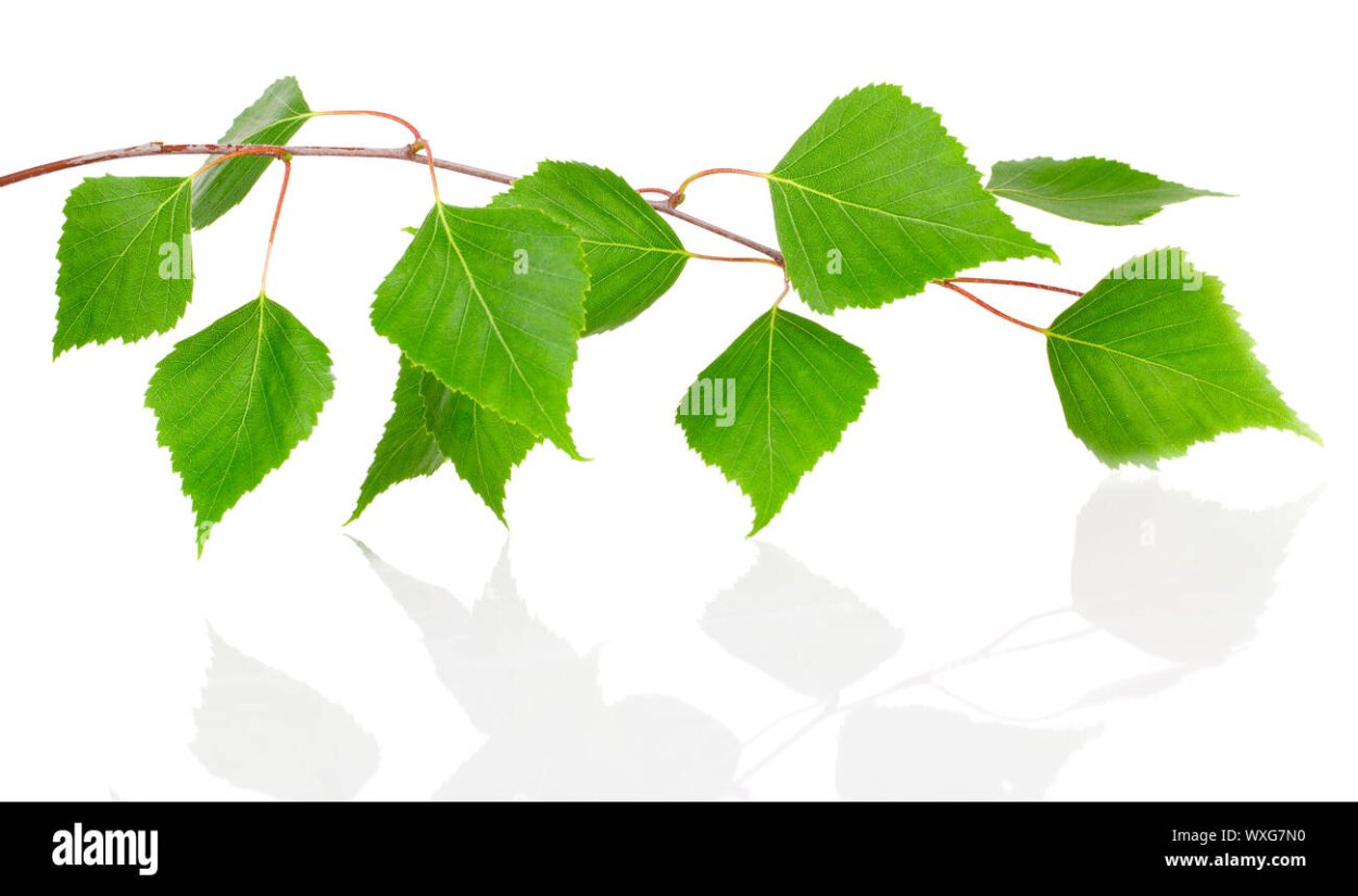 Березовые листья орнамент