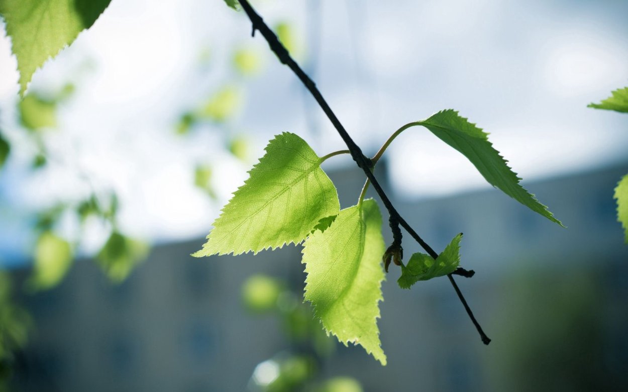 Весенние листья