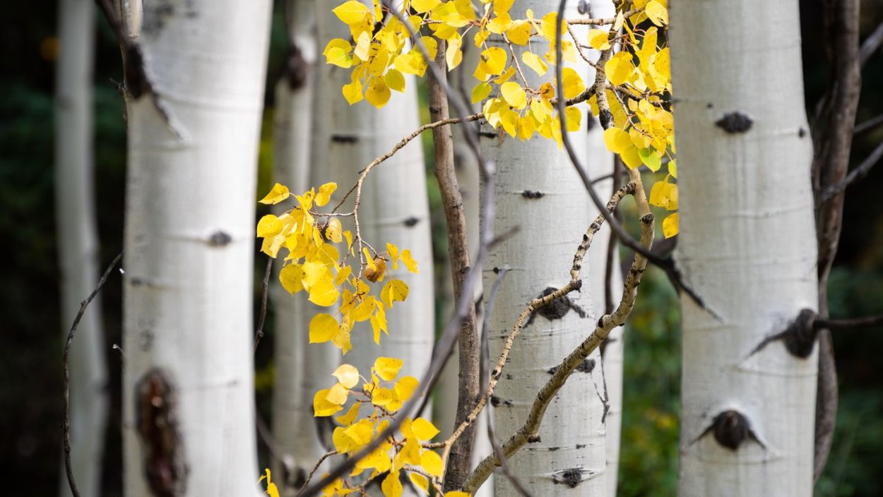 Береза желтая Уссури