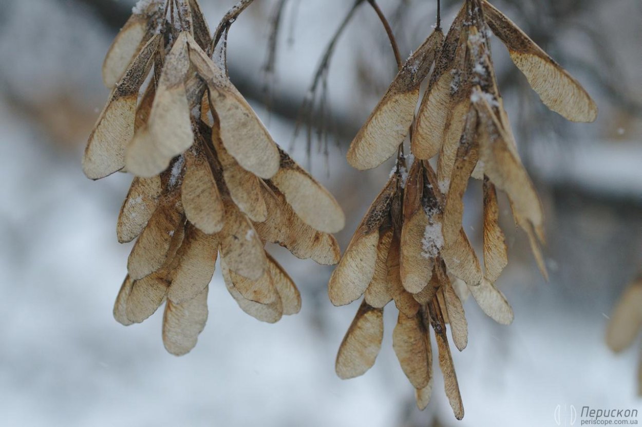 Ясень ясенелистный