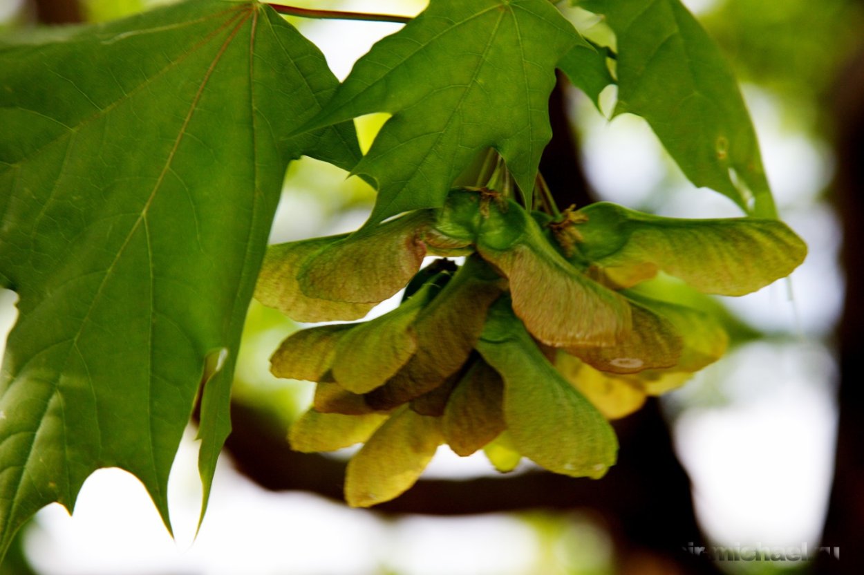 Клен американский ясенелистный