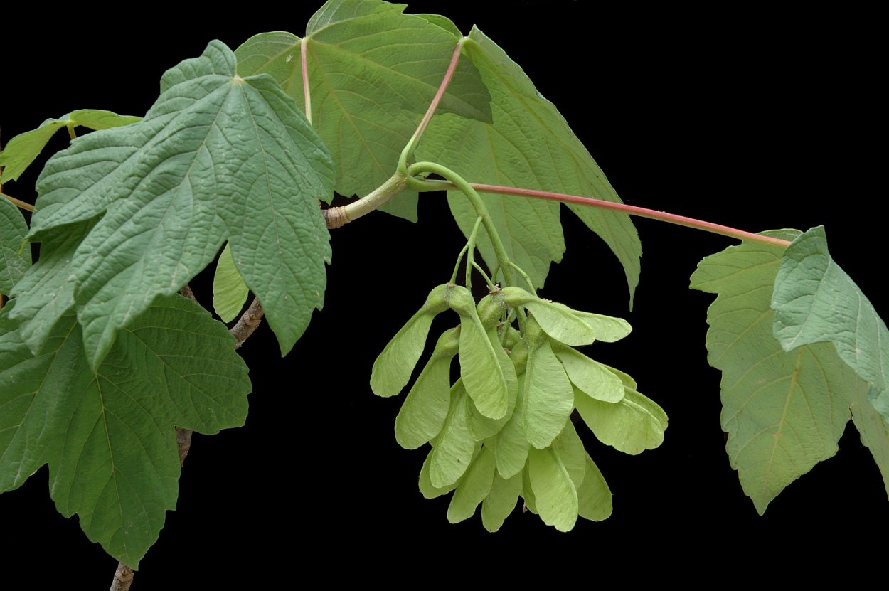 Семена Крылатки клена