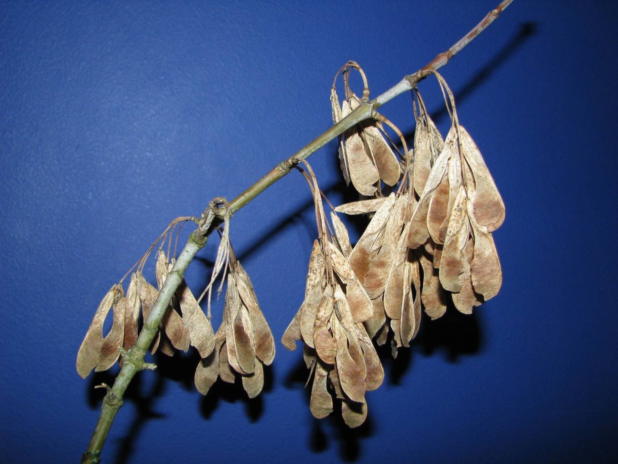 Семена вертолетики