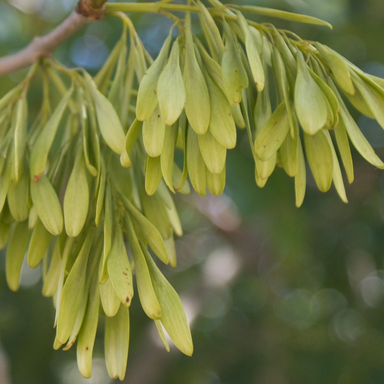 Клен ясенелистный семена и листья