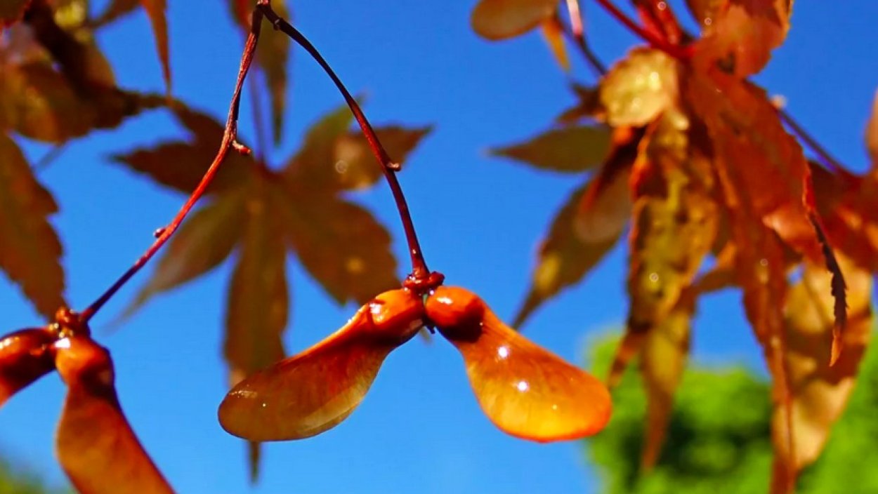 Клен остролистный лист и Крылатки