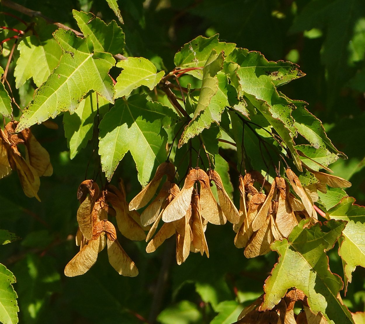 Клен остролистный платановидный семена