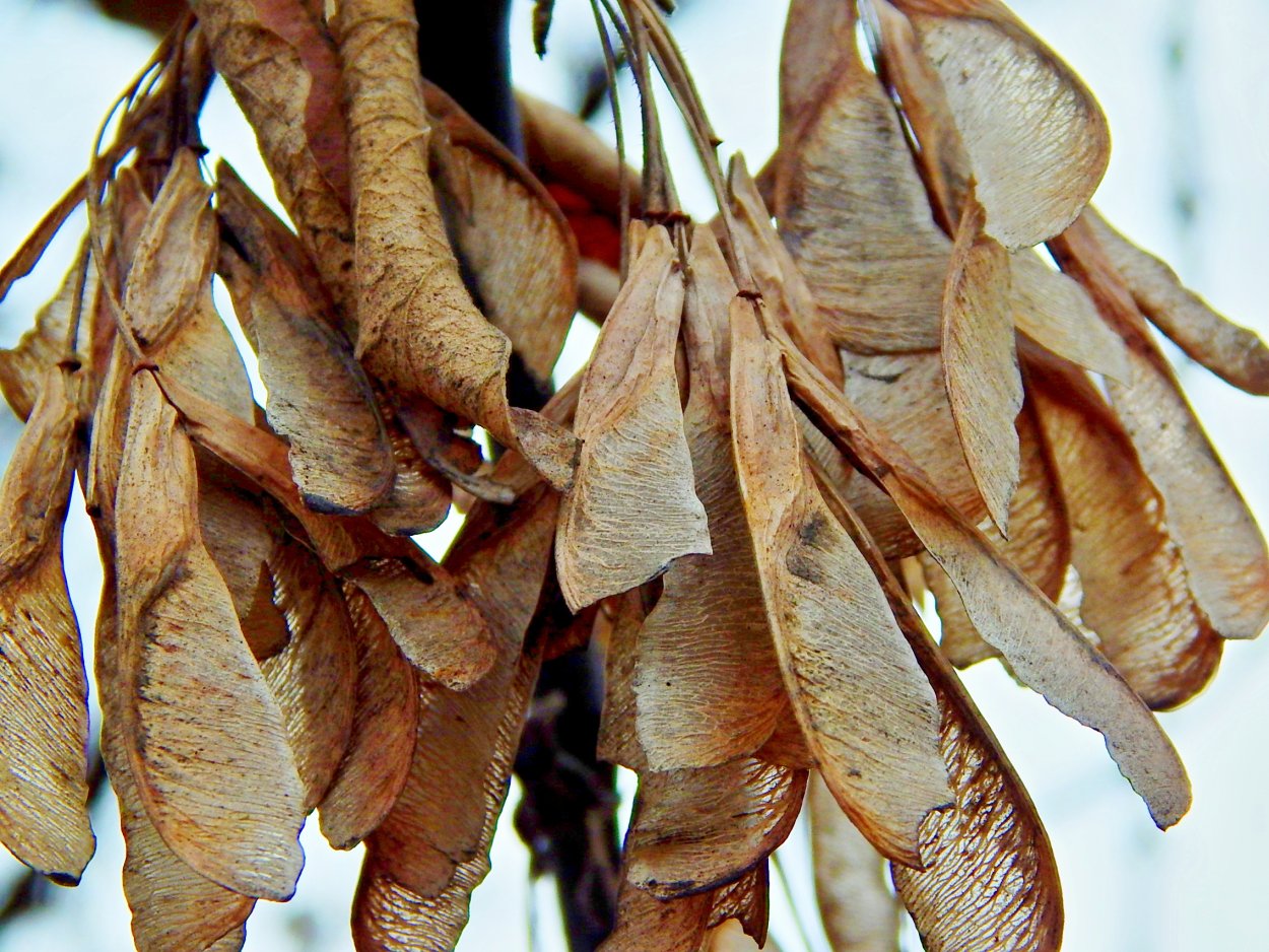 Липа дерево семена