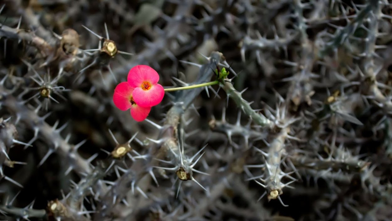 Цветок среди шипов