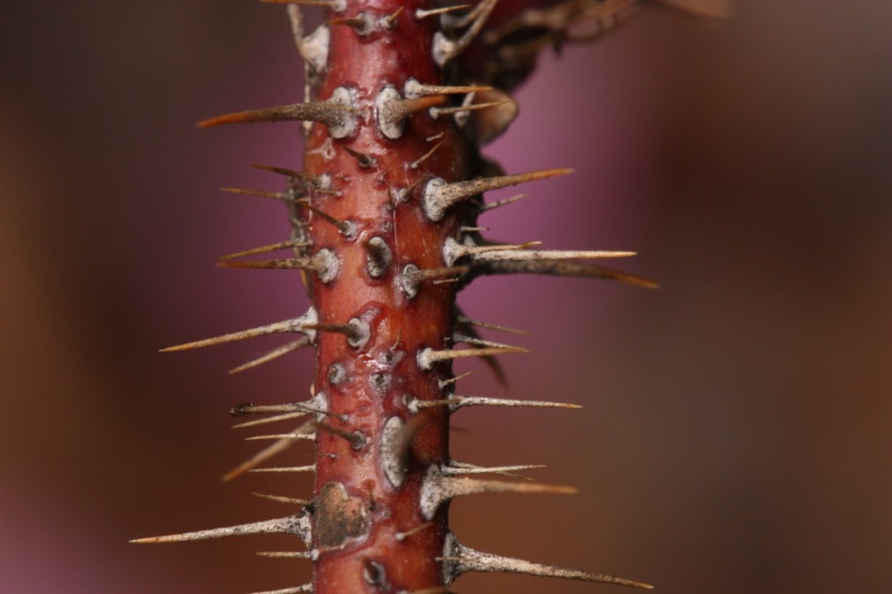 Шипы эмергенцы стебля шиповника