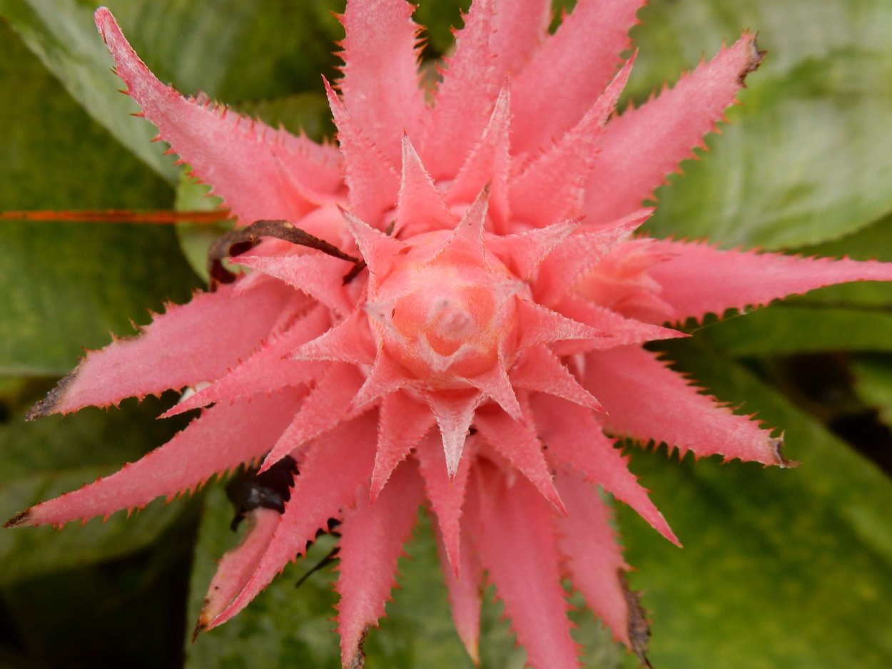 Комнатное растение с шипами