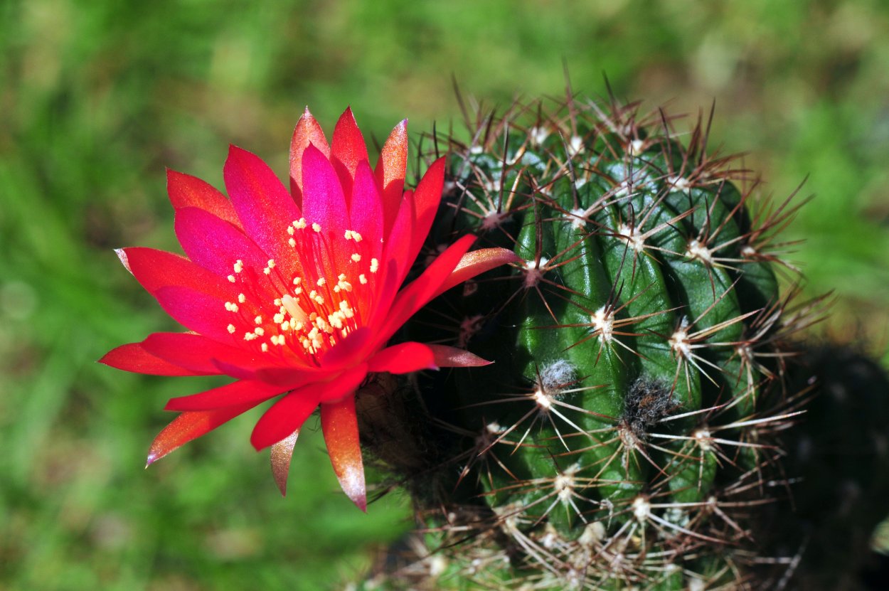 Кактус Lobivia hertrichiana