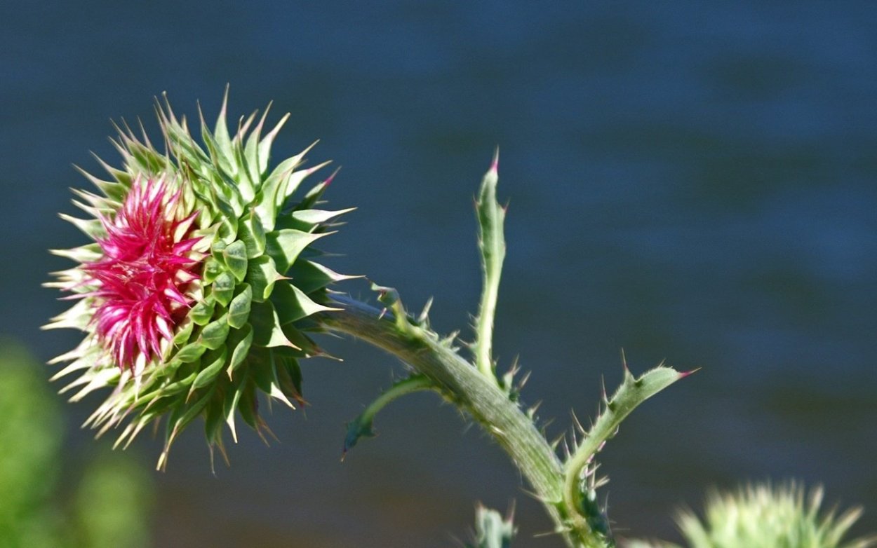 Колючки Кыргызстана