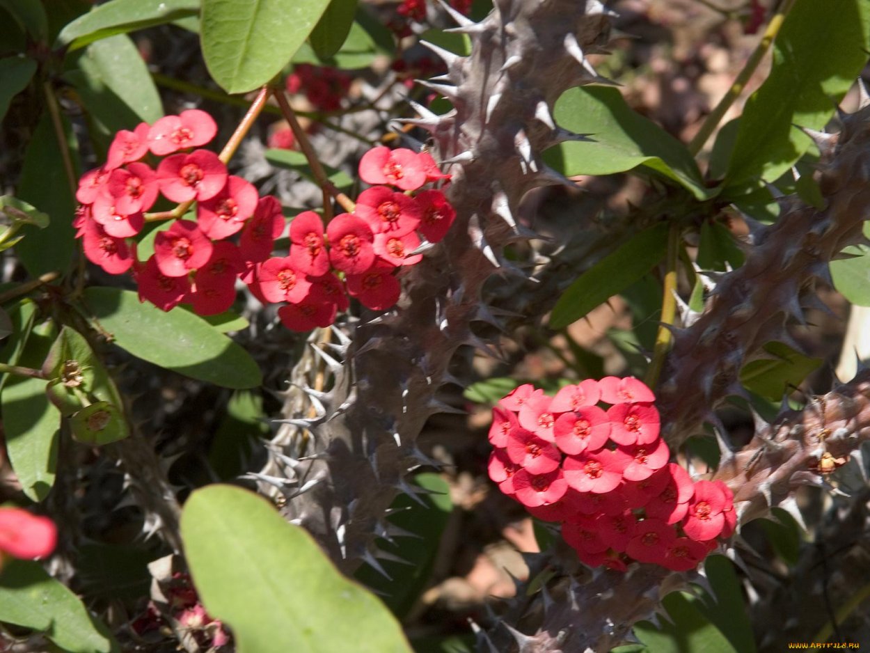 Молочай зонтичный