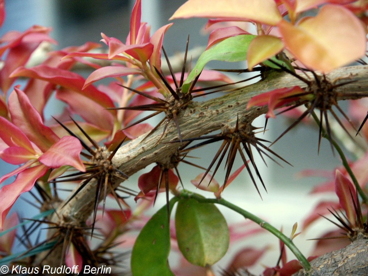 Переския Годсеффа