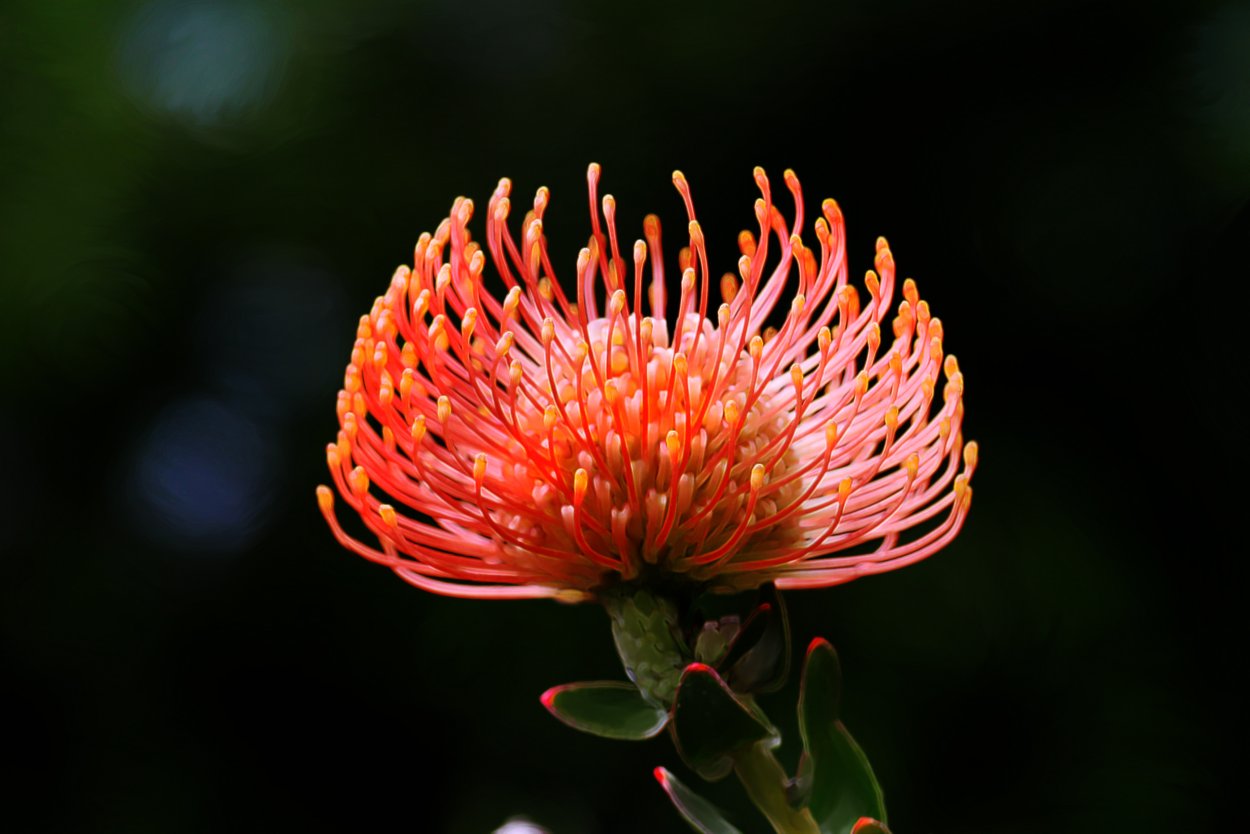 Цветок с игольчатыми лепестками