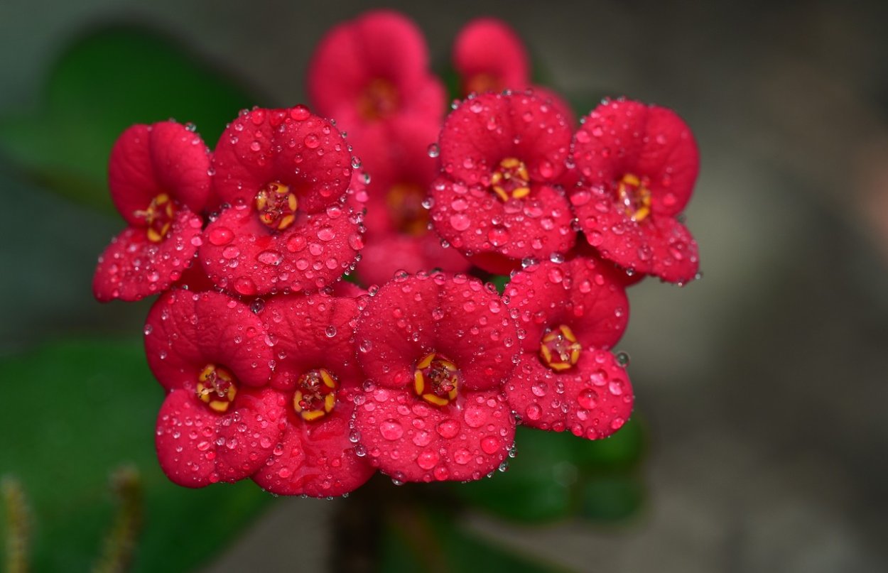 Цветок цветёт маленькие цветочки а потом ягодки