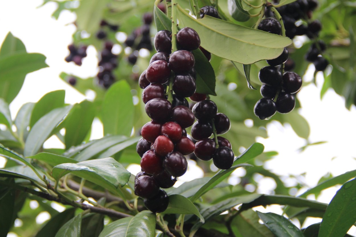 Лавровишня Кавказская