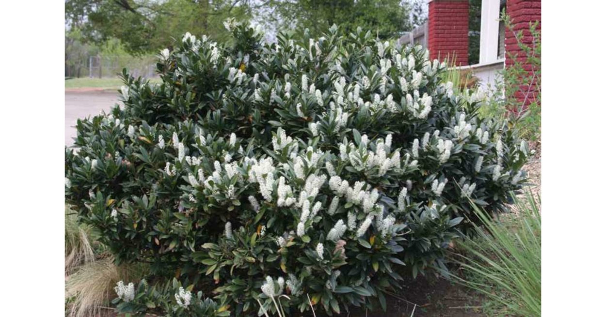 Лавровишня лекарственная цветение