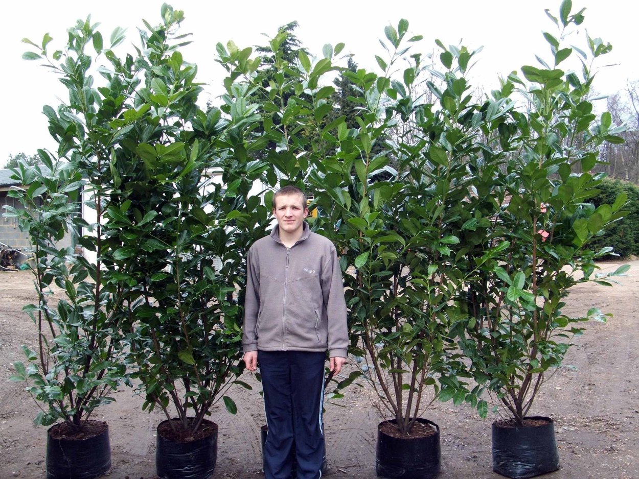 Лавр благородный Артек