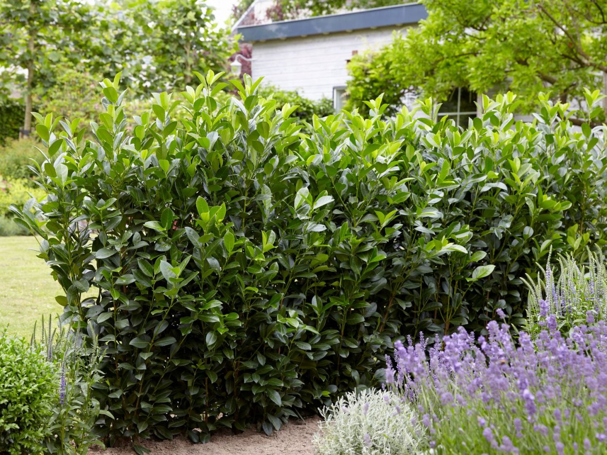 Лавр Нобилис комнатное растение