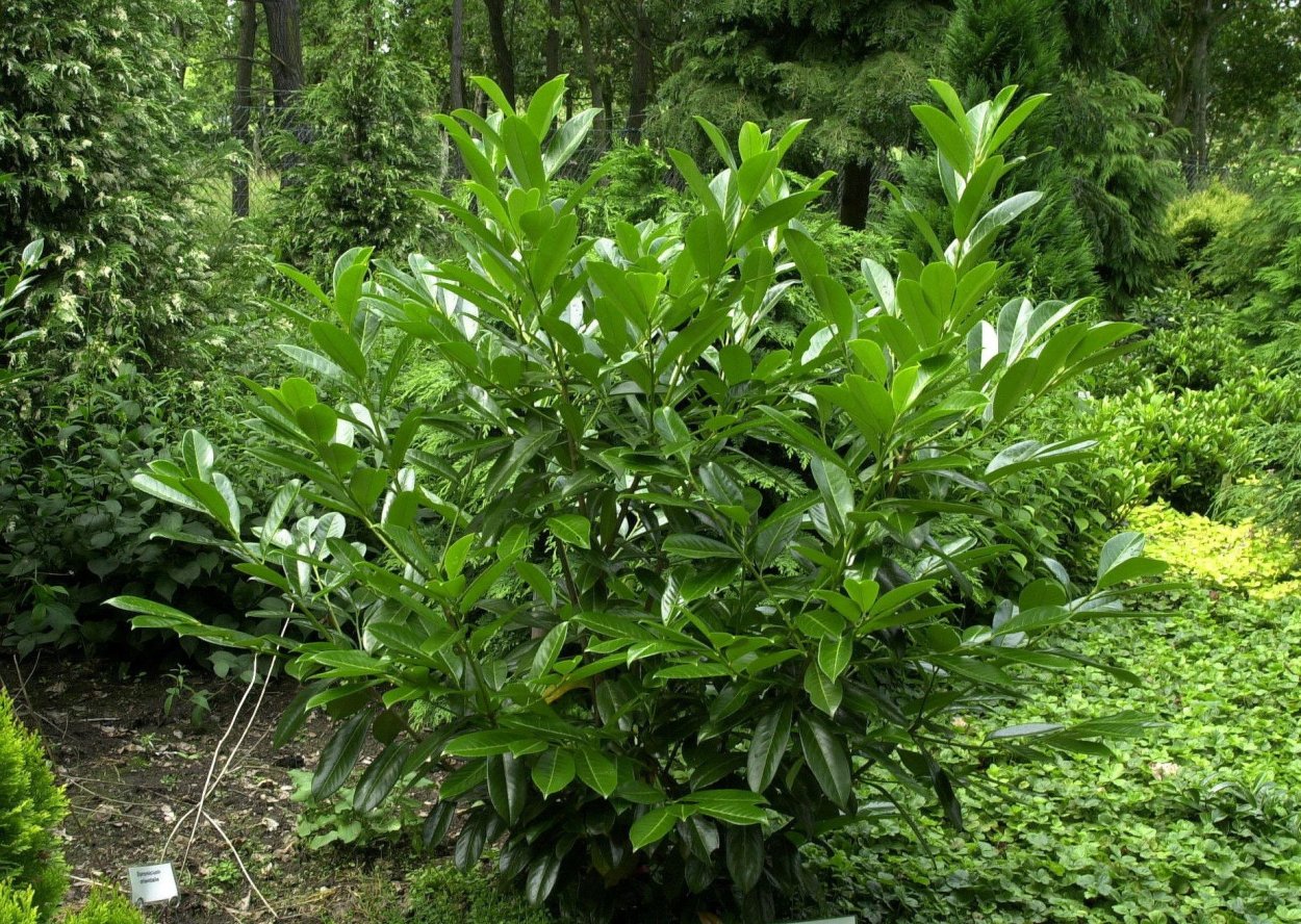 Лавровишня 'Caucasica'