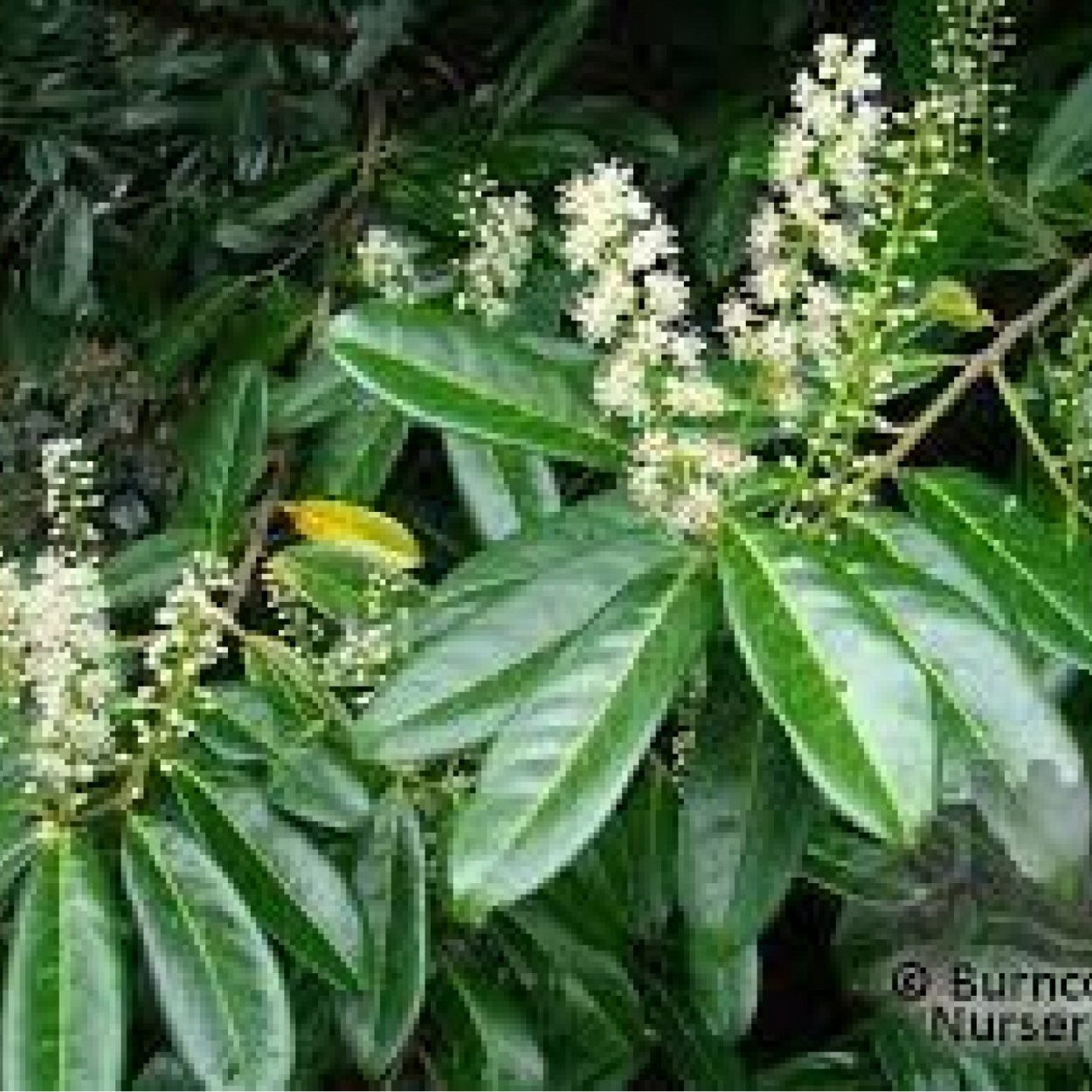 Რწყავი фото