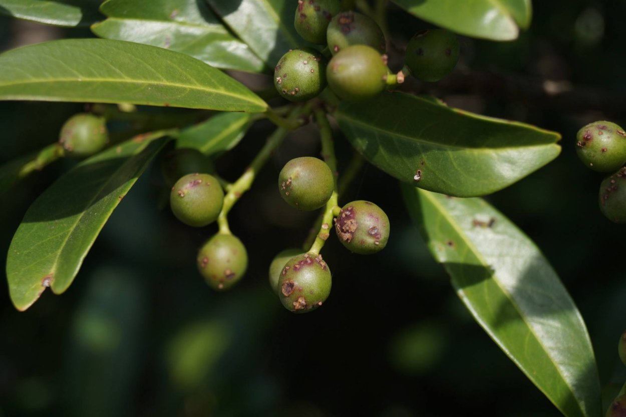 Prunus laurocerasus Genolia