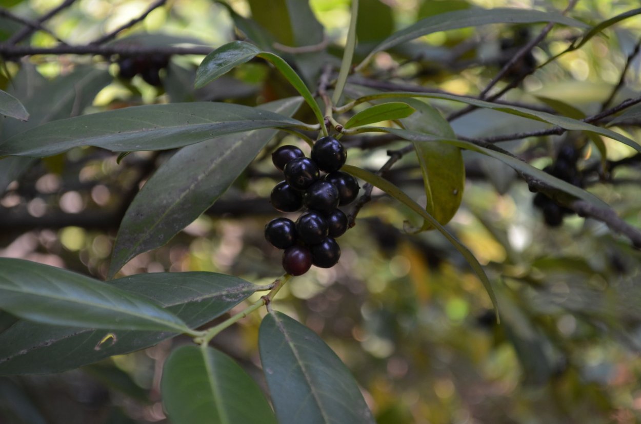Лавровишня португальская Вариегата