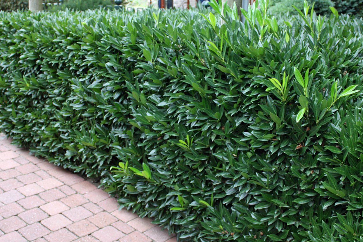 Лавровишня Ангустифолиа