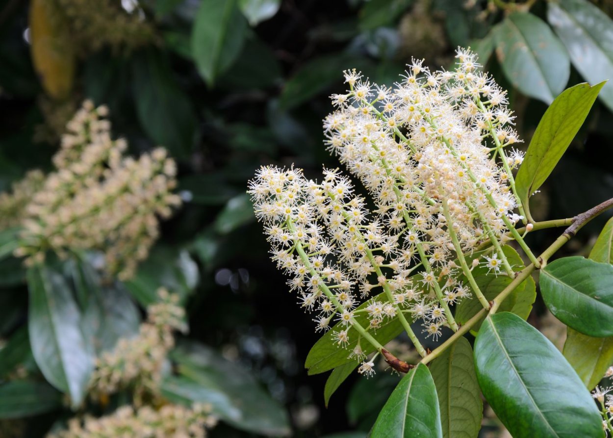 Лавровишня гибридная София