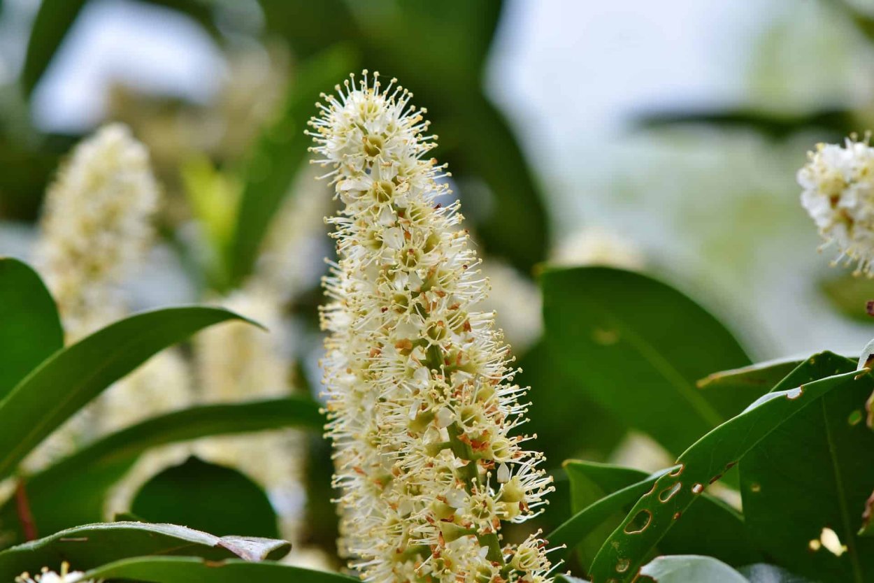 Фейхоа дерево саженец