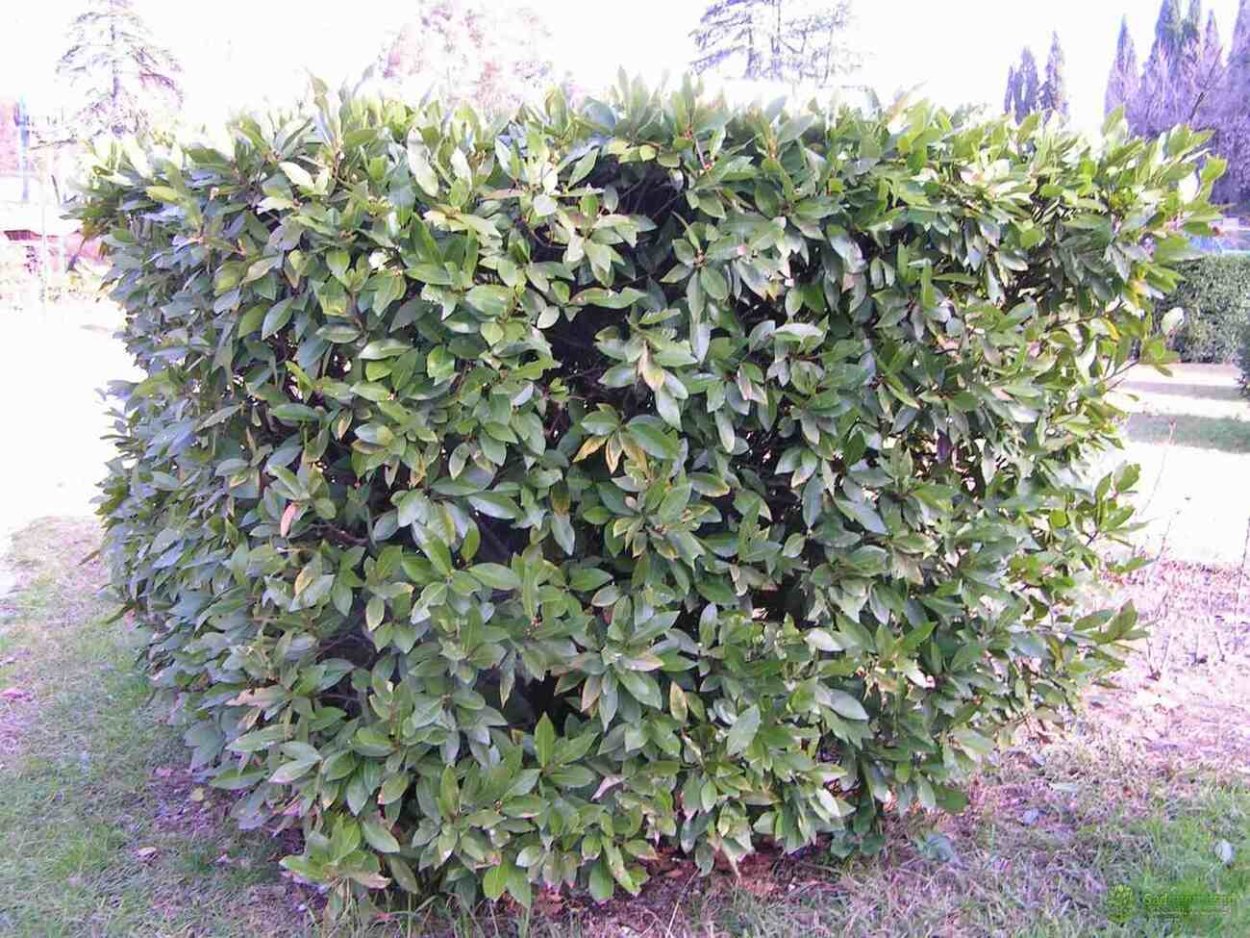 Лавровишня карликовая