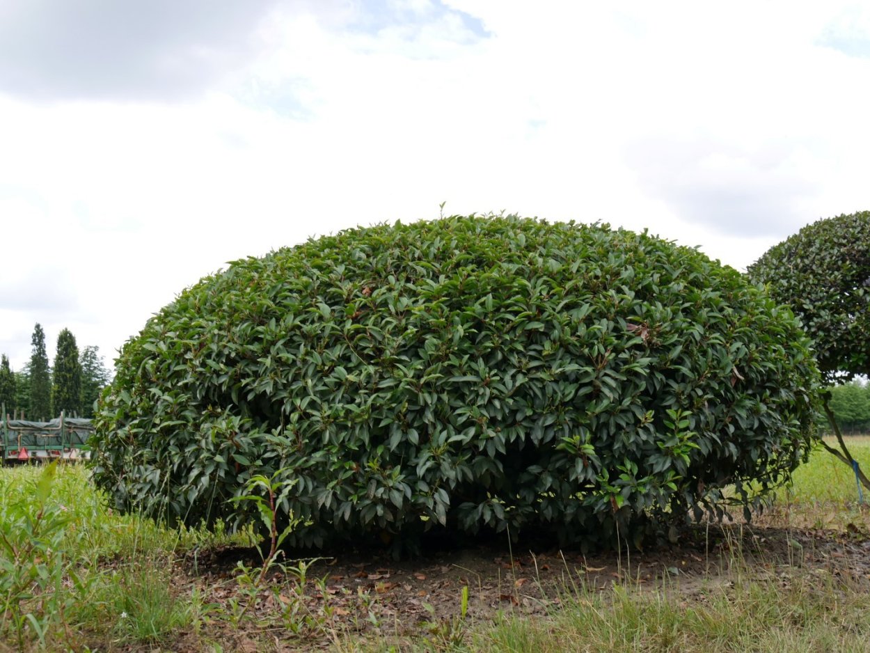 Лавровишня Отто Люкен