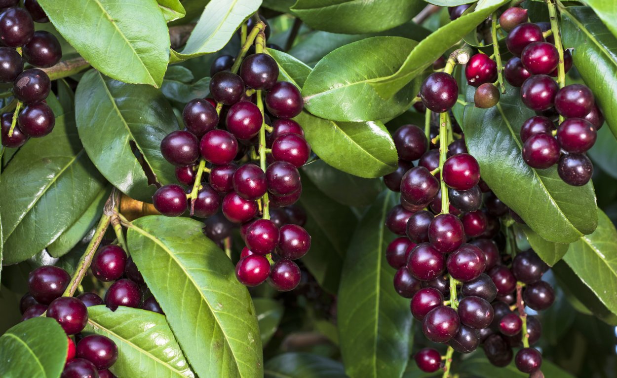 Вишневые лавровые ягоды
