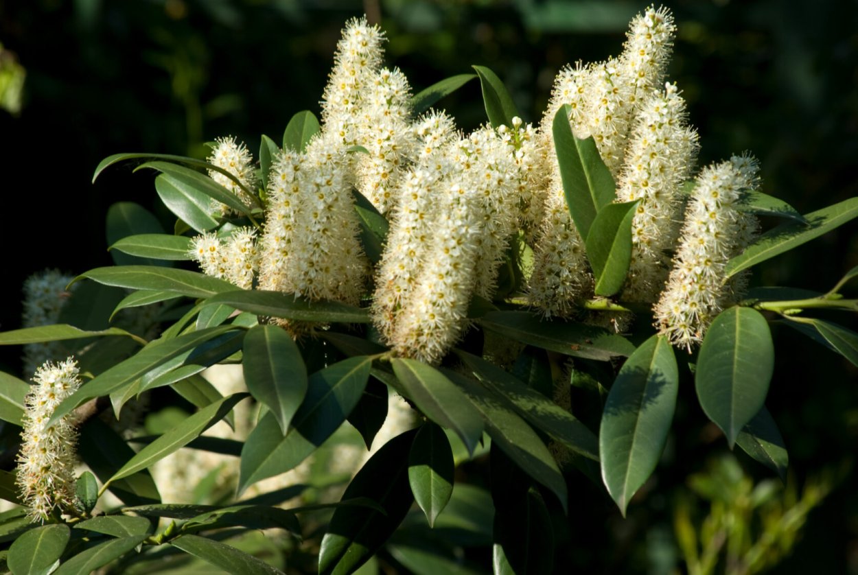 Самшит, лавр, лавровишня