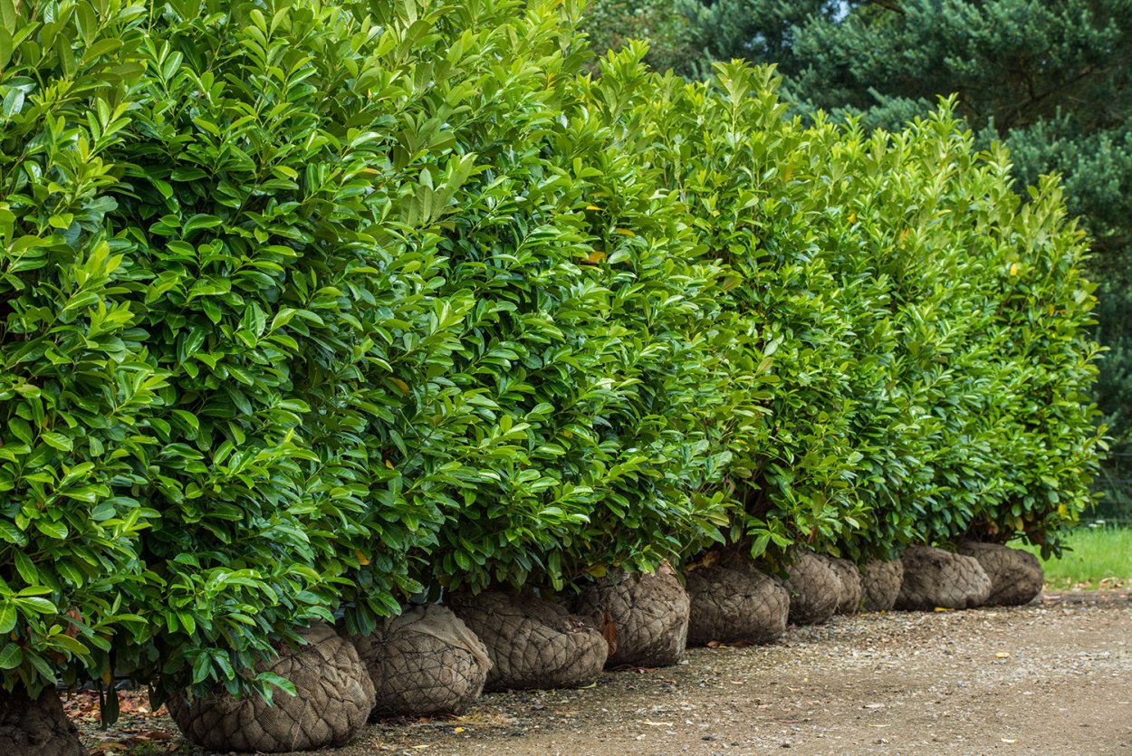 Лавровишня куст