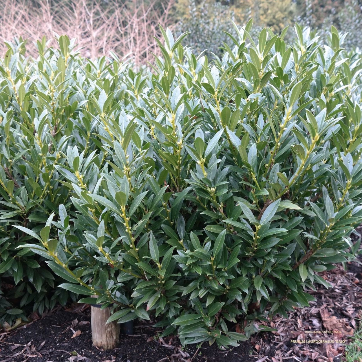 What Fruit from Laurel