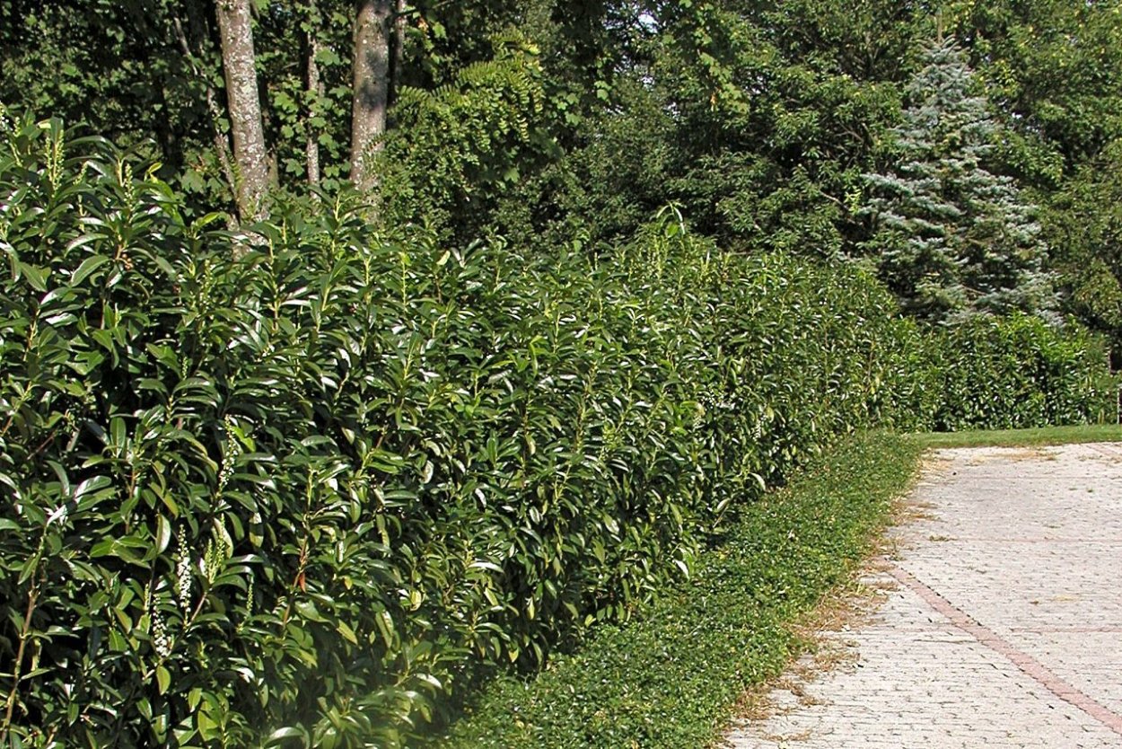 Лавровишня Лузитанская