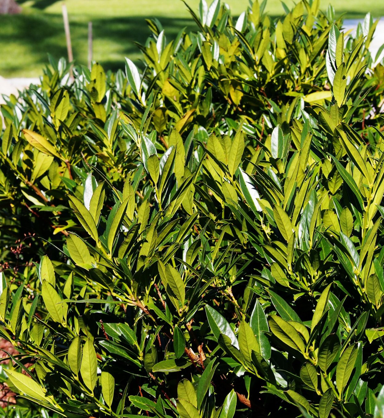 Лавр растение цветение