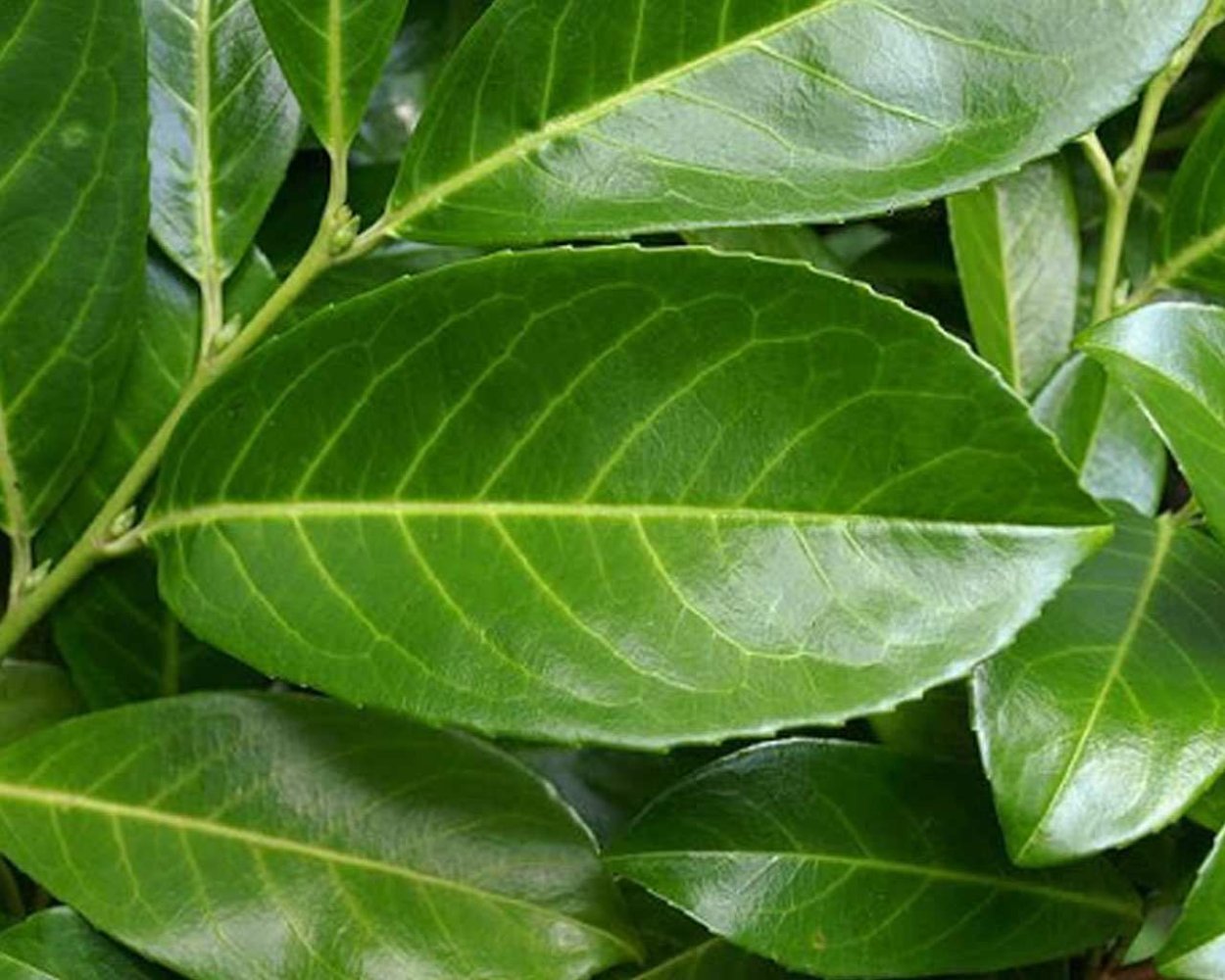 Лавровишня Лузитанская Вариегата