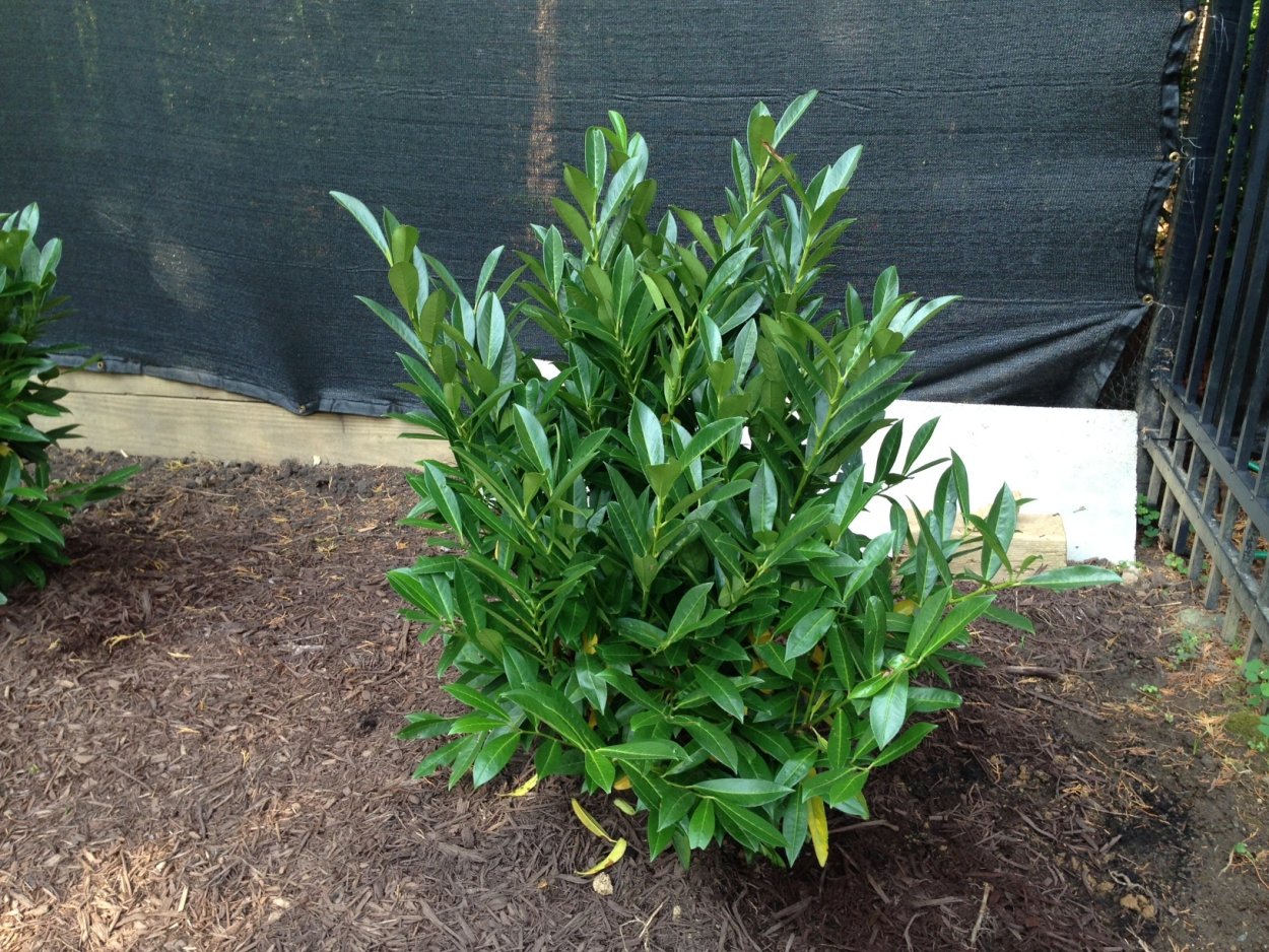 Лавровишня обыкновенная (Prunus laurocerasus Titan)