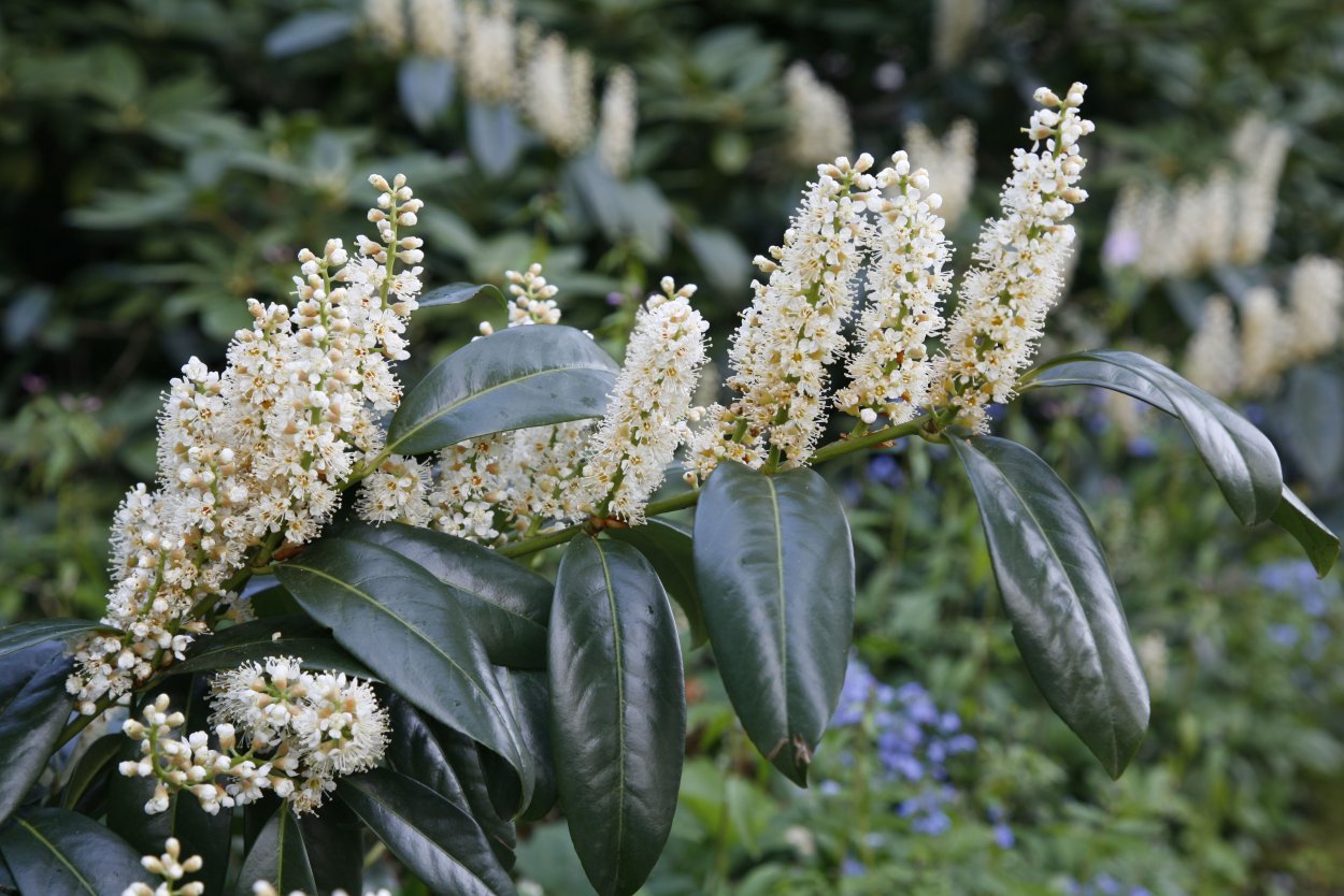 Лавр благородный (Láurus Nóbilis)